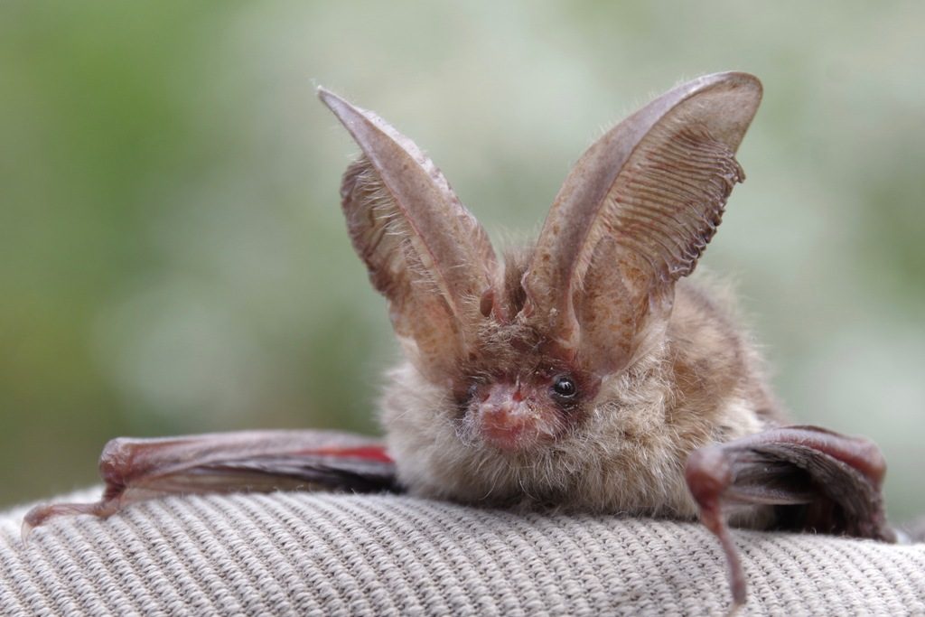 Eine Fledermaus mit großen Ohren