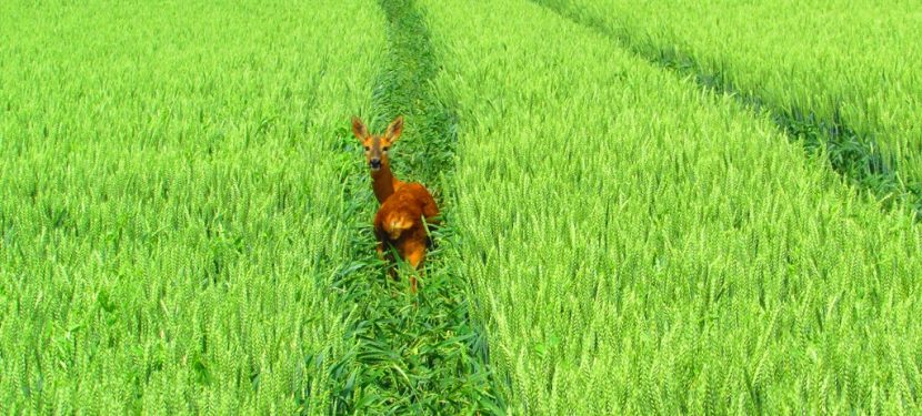 ACHTUNG! Liebestoller Wildwechsel