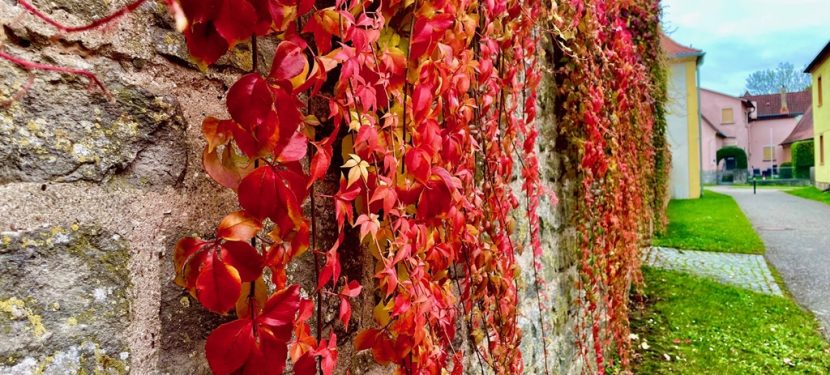 Gottesdienste & Monatsspruch November `25