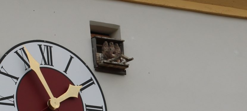 „Wird schon wieder an der Uhr gedreht?“ „Wird schon wieder an der Uhr gedreht?“