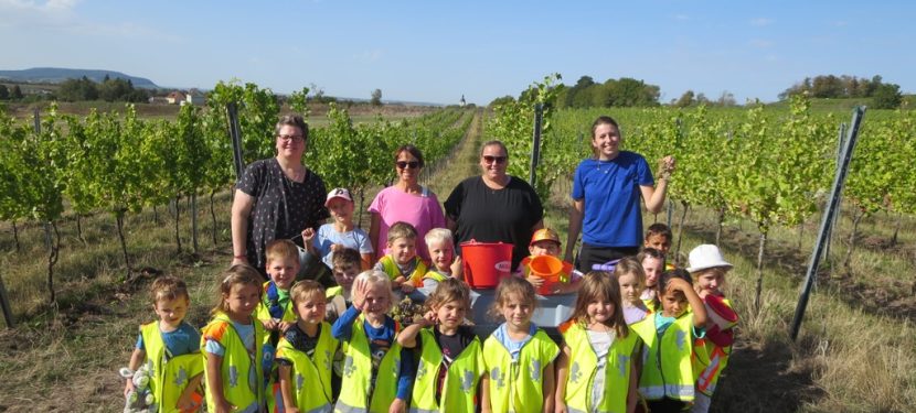 Kindergartenkinder helfen bei Weinlese